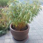 Grote bloempot ,hoogte 41 cm met grote bamboeplant, Jardin & Terrasse, Plantes | Jardin, Enlèvement
