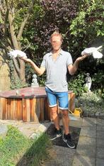 Pauwstaart  duiven ;  Zeer  tam., Animaux & Accessoires, Oiseaux | Pigeons