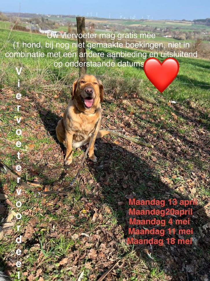 Op vakantie HOND GRATIS MEE omheinde bungalow Limburg, Dieren en Toebehoren, Hondenmanden, Ophalen