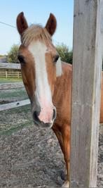 Eerlijke brave D-pony merrie, Dieren en Toebehoren, Merrie