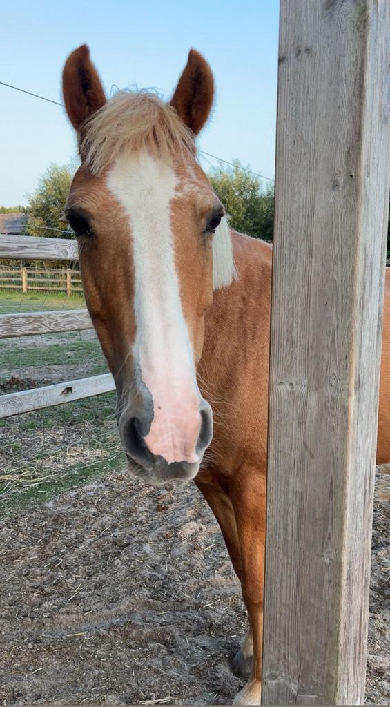 Eerlijke brave D-pony merrie, Dieren en Toebehoren, Paarden, Merrie