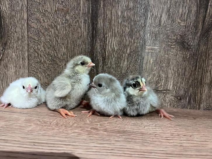 Raszuivere kuikens te koop, Animaux & Accessoires, Volatiles