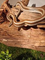 Rosy boa's, Animaux & Accessoires, Reptiles & Amphibiens