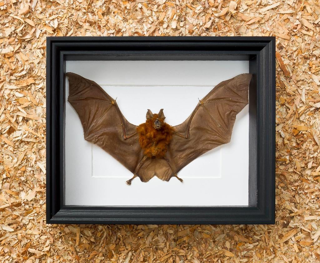 vleermuis in kader, Collections, Collections Animaux, Enlèvement ou Envoi, Neuf, Autres, Animal empaillé