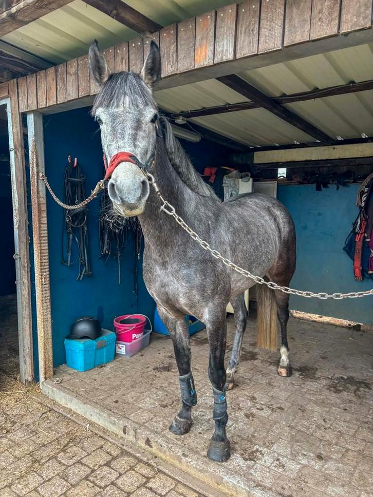 Te koop, Dieren en Toebehoren, Pony's