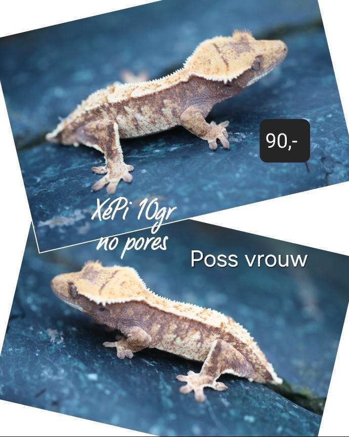 Verschillende wimpergekko's wegens inkrimping (vriendin!), Dieren en Toebehoren, Reptielen en Amfibieën, Hagedis, Tam