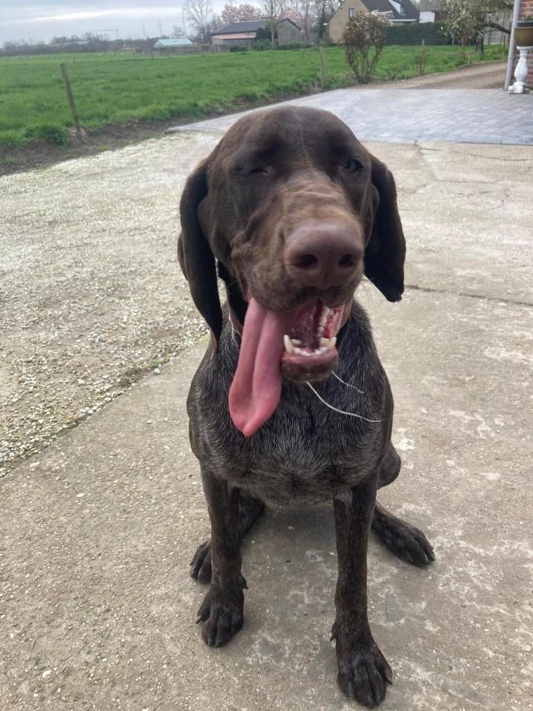 Duitse staande korthaar teef, 15 semaines à 1 an, Chienne, Belgique, Éleveur | Loisir