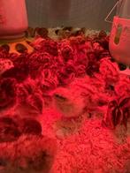 Kwartelkuikens  net uitgekomen, Dieren en Toebehoren, Pluimvee