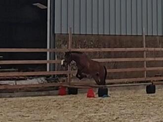 Pouliche 2ans, Animaux & Accessoires, Chevaux, Jument, Ne s'applique pas, Moins de 160 cm, 0 à 2 ans, Avec puce électronique, Vermifugé