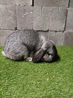 Verschillende kleuren nhd beschikbaar, Dieren en Toebehoren, Konijnen, Mannelijk, Dwerg, Hangoor