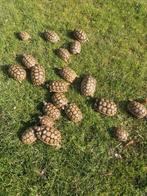 Griekse Marginatas, Dieren en Toebehoren, Schildpad, 3 tot 6 jaar