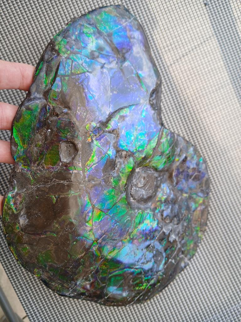 Ammonit placenticeras 30cm kanada, Verzamelen, Mineralen en Fossielen, Verzenden, Fossiel