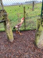 Maleiser haan van 2025, Dieren en Toebehoren, Pluimvee