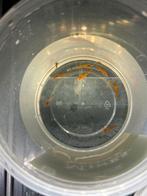 10 oranje garnalen, Kreeft, Krab of Garnaal, Zoetwatervis, Schoolvis