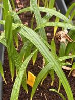 Trachycarpus princeps zaailingen, Enlèvement ou Envoi, Moins de 100 cm, Été, Ombre partielle