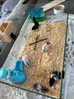 Hamster nestje, Dieren en Toebehoren, Knaagdieren, Hamster, Maart, Vrouwelijk, Tam