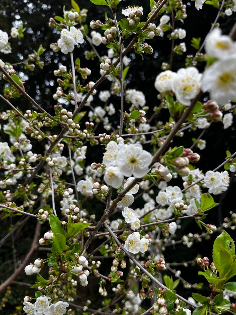 Kersenboom te koop, Tuin en Terras, Planten | Tuinplanten, Ophalen of Verzenden