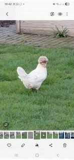 Padua kriel / Hollandse Baartkuifhoen kriel / hen, Dieren en Toebehoren, Pluimvee, Vrouwelijk, Kip