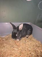 Zwart dwergkonijntje, Dieren en Toebehoren, Konijnen, Mannelijk, Dwerg