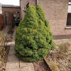 Prachtige fijnspar, Tuin en Terras, Ophalen