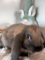 Franse hangoor ram, Mâle, Grand, Oreilles tombantes, 0 à 2 ans