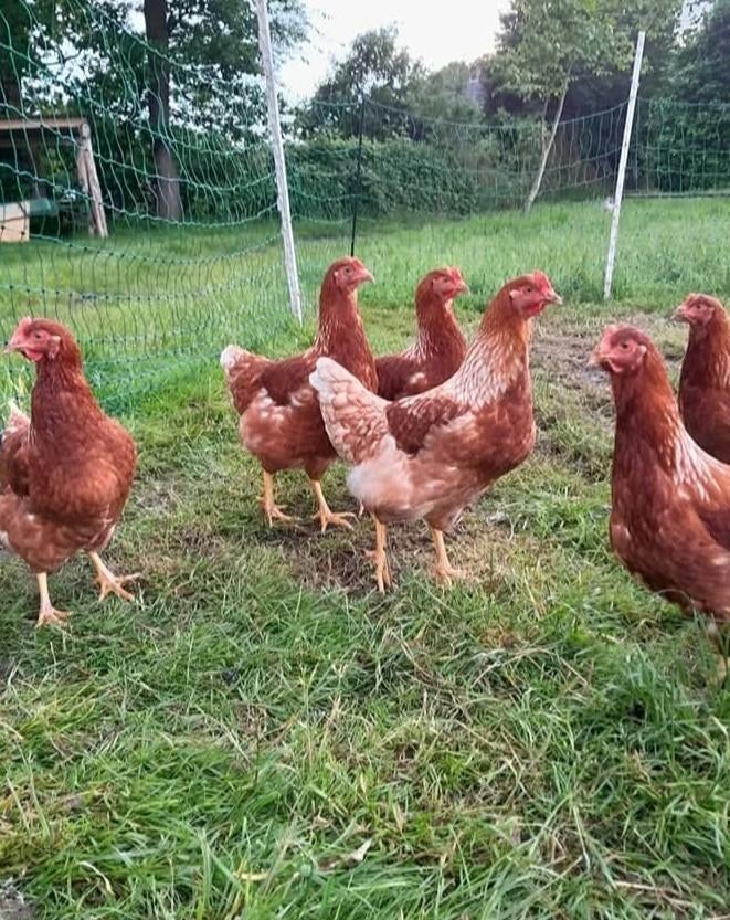 Mooie bruine legkippen leghennen, Dieren en Toebehoren, Pluimvee, Vrouwelijk, Kip
