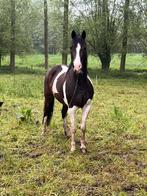 Prachtige bonte merrie, Dieren en Toebehoren, Paarden, Merrie, Springpaard, Minder dan 160 cm, Gechipt