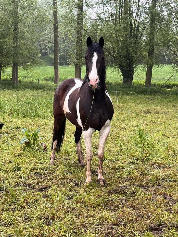 Prachtige bonte merrie, Dieren en Toebehoren, Paarden, Merrie, Niet van toepassing, Minder dan 160 cm, 3 tot 6 jaar, Springpaard