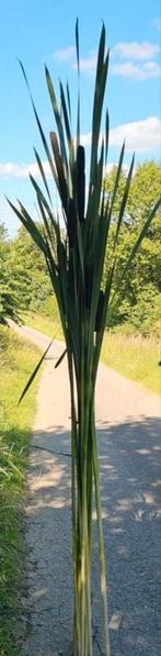 NATUURLIJKE RIETSTENGELS XXL, Ophalen, Nieuw