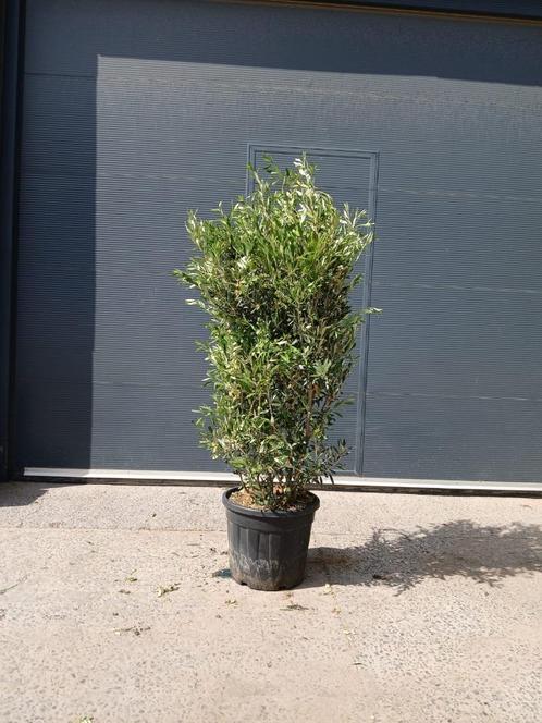 olijfstruik, Tuin en Terras, Planten | Struiken en Hagen, Ophalen