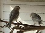 kanaries, Dieren en Toebehoren, Vogels | Kanaries, Vrouwelijk, Kleurkanarie