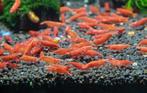 Vuurgarnalen/Red Cherry Shrimp, Animaux & Accessoires, Poissons | Poissons d'aquarium