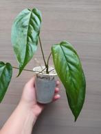 Anthurium pandurilaminum x, Huis en Inrichting, Kamerplanten, Ophalen of Verzenden