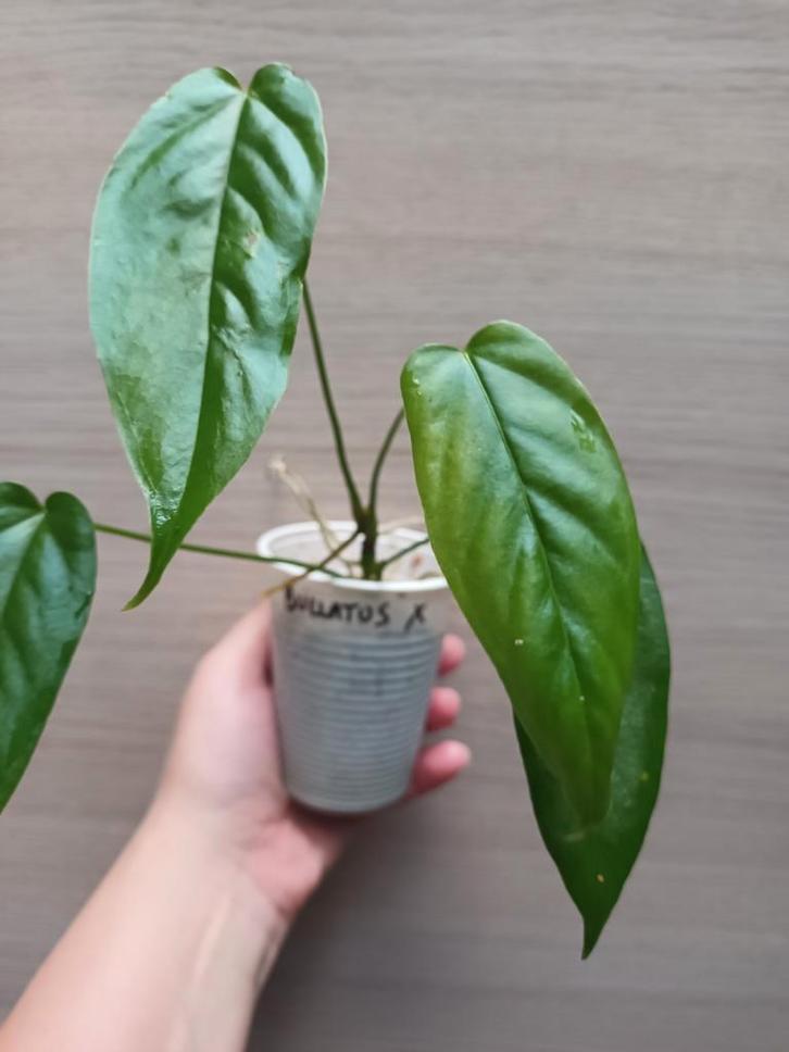Anthurium pandurilaminum x, Huis en Inrichting, Kamerplanten, Ophalen of Verzenden
