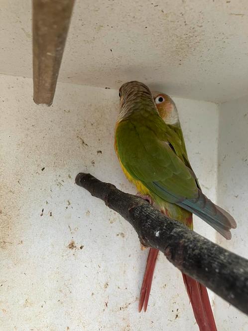 MOOIE KLEUREN PYRRHURA S VANAF 100 EURO/KOPPEL, Dieren en Toebehoren, Vogels | Parkieten en Papegaaien, Papegaai, Meerdere dieren