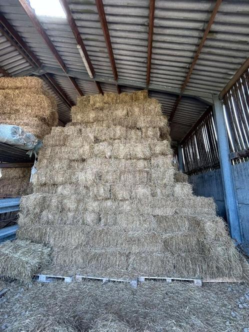 ballot de foin, Articles professionnels, Agriculture | Aliments pour bétail, Enlèvement ou Envoi