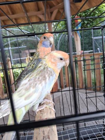 parkieten en papegaaien beschikbaar voor biedingen