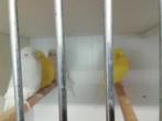 Engelse grasparkieten, Dieren en Toebehoren, Vogels | Kanaries