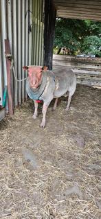 Schapen,rammen, Dieren en Toebehoren, Schapen, Geiten en Varkens, Mannelijk, Schaap, 0 tot 2 jaar