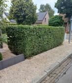 Tuinman regio vlaams-brabant  bied zijn diensten aan, Ophalen, Zo goed als nieuw
