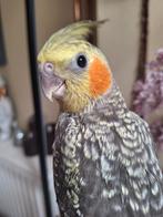 Zeer lieve en zeer tamme valkparkietjes, Dieren en Toebehoren, Vogels | Parkieten en Papegaaien, Tam