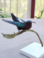 Optaxidermiseerde kolibrie uit Madeira op de basis, Ophalen, Nieuw, Vogel, Opgezet dier