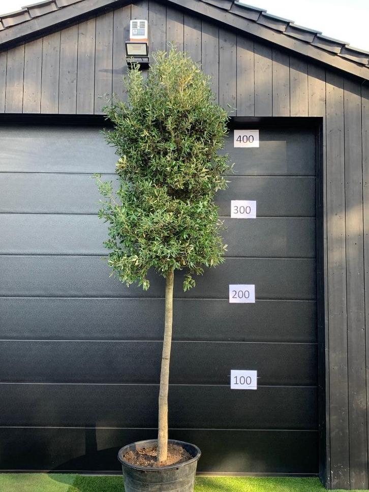 Steeneik quercus ilex 20/25cm stamomtrek 400cm hoog, Tuin en Terras, Planten | Bomen, Overige soorten, 250 tot 400 cm, Volle zon