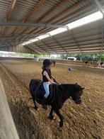Super brave en mooie zwarte A-pony merrie, Dressuurpony, Niet van toepassing, A pony (tot 1.17m), 11 jaar of ouder