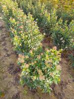 Viburnum Tinus, Ophalen