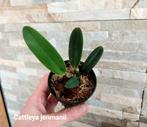 Orchidee Cattleya jenmanii * Geurende botanische soort, Huis en Inrichting, Ophalen of Verzenden