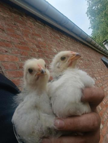 2 vorwerk hybride Kuikens             (1,5 maanden)  beschikbaar voor biedingen