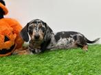 Dwergteckel pups, België, 8 tot 15 weken, Korthaar, CDV (hondenziekte)