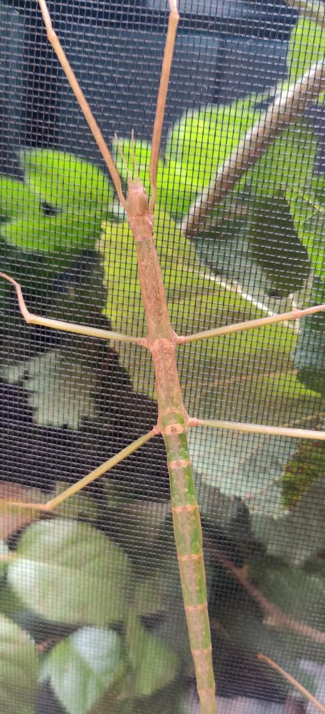 Wandelende takken Entoria ishigakiensis, Dieren en Toebehoren, Insecten en Spinnen, Wandelende tak