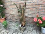 Cactus Euphorbia, Ophalen, Cactus